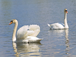 Image showing Two swans