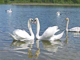 Image showing Swans in love