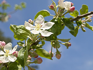 Image showing Branch of flowers