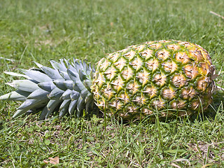 Image showing pineapple on grass