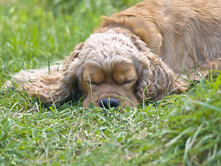 Image showing sleeping spaniel 