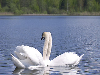 Image showing Swan love