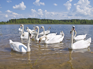 Image showing swan colony