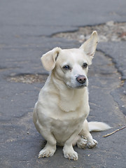 Image showing mongrel dog