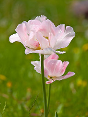 Image showing pink flower