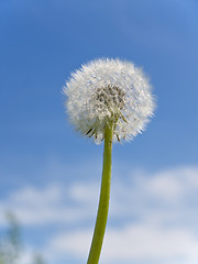 Image showing dandelion