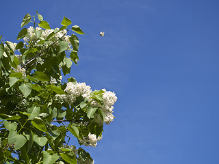 Image showing lilac and butterfly