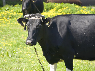 Image showing cow