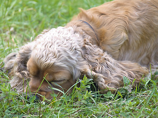 Image showing sleeping spaniel 