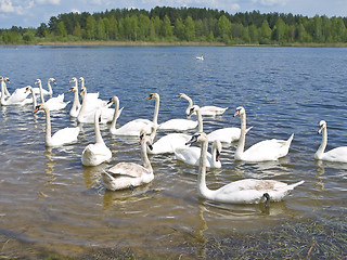 Image showing White swans