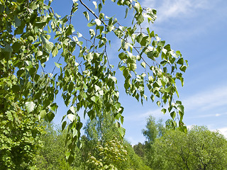 Image showing birch branch