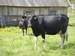 Image showing Cows