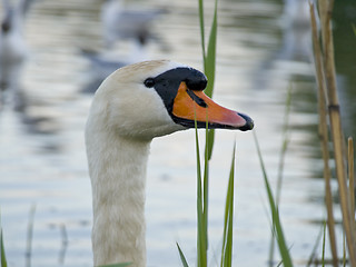 Image showing swan in nightfall