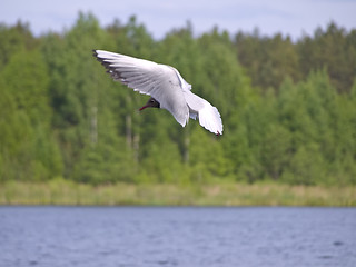 Image showing Flying seagull