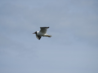 Image showing seagull