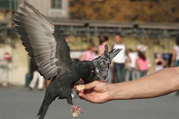 Image showing Feeding