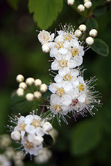 Image showing White Blossoms