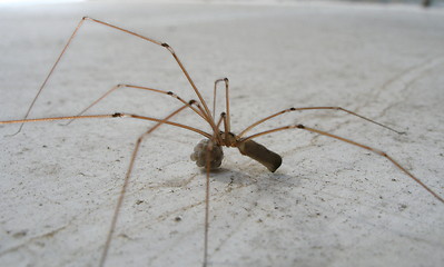 Image showing spider