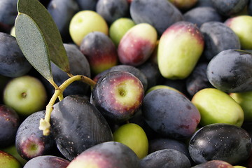 Image showing olive