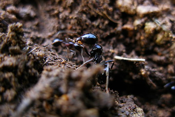 Image showing ant