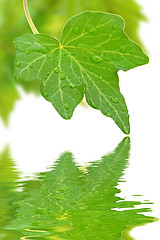 Image showing Beautiful green leaves in spring isolated on white