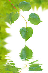 Image showing Beautiful green leaves in spring isolated on white