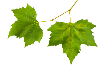 Image showing Beautiful green leaves in spring isolated on white