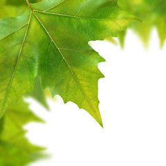 Image showing Beautiful green leaves in spring isolated on white