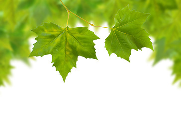 Image showing Beautiful green leaves in spring isolated on white