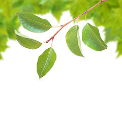 Image showing Beautiful green leaves in spring isolated on white