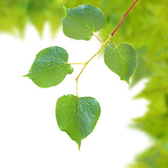 Image showing Beautiful green leaves in spring isolated on white