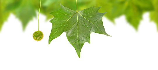 Image showing Beautiful green leaves in spring isolated on white