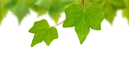 Image showing Beautiful green leaves in spring isolated on white