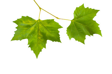 Image showing Beautiful green leaves in spring isolated on white