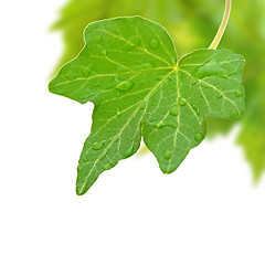 Image showing Beautiful green leaves in spring isolated on white