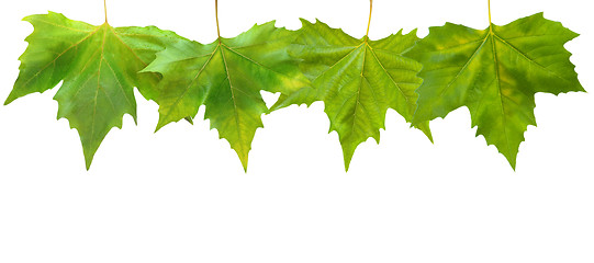 Image showing Beautiful green leaves in spring isolated on white