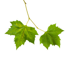 Image showing Beautiful green leaves in spring isolated on white