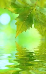 Image showing Beautiful green leaves in spring with reflection