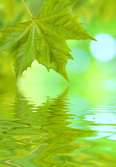 Image showing Beautiful green leaves in spring with reflection