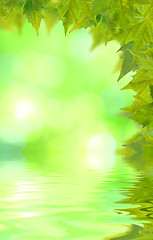 Image showing Beautiful green leaves in spring with reflection