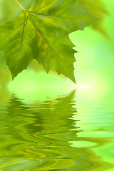 Image showing Beautiful green leaves in spring with reflection