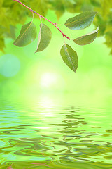 Image showing Beautiful green leaves in spring with reflection