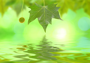 Image showing Beautiful green leaves in spring with reflection