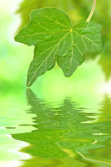 Image showing Beautiful green leaves in spring with reflection