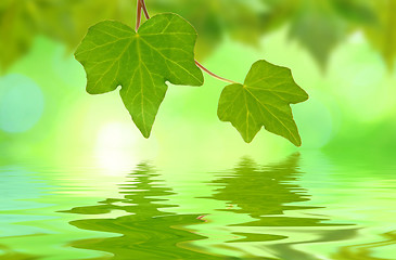 Image showing Beautiful green leaves in spring with reflection