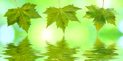 Image showing Beautiful green leaves in spring with reflection