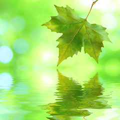 Image showing Beautiful green leaves in spring with reflection