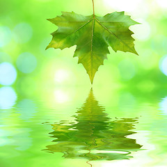 Image showing Beautiful green leaves in spring with reflection