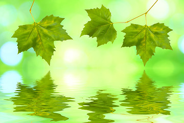Image showing Beautiful green leaves in spring with reflection