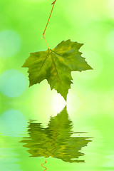 Image showing Beautiful green leaves in spring with reflection